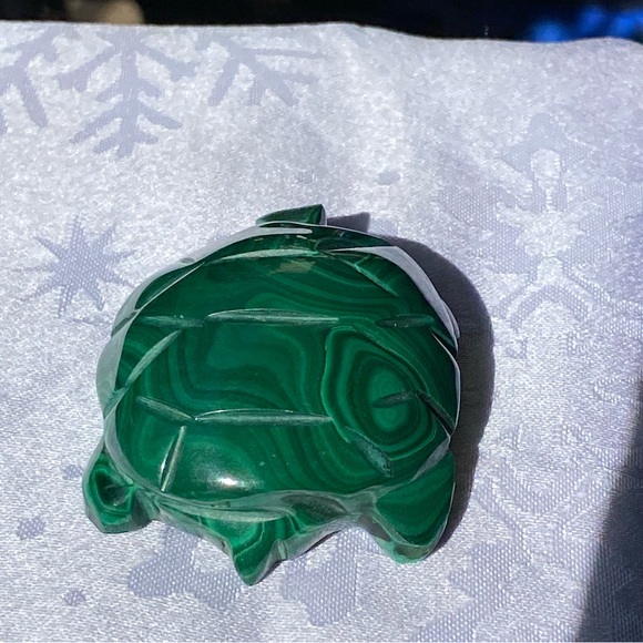Malachite Turtle - Picture 5 of 16
